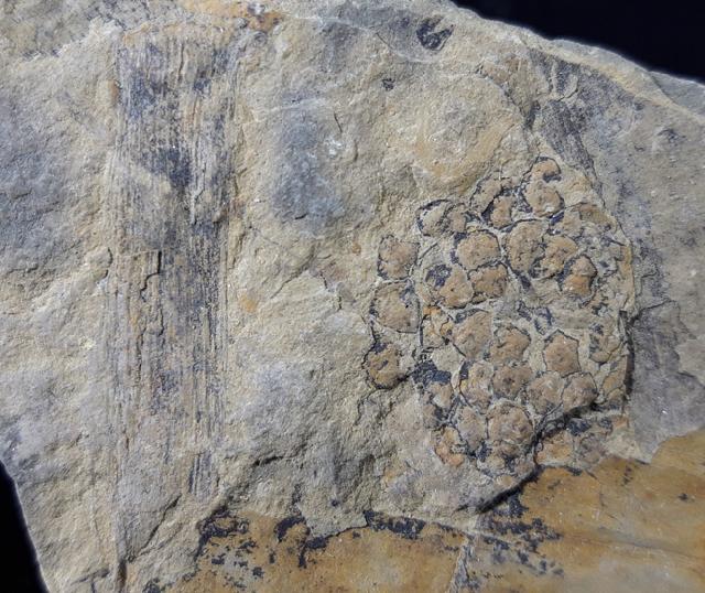 Equisetites arenaceus (JGER 1827) - Bild © FossNet FossilienStore